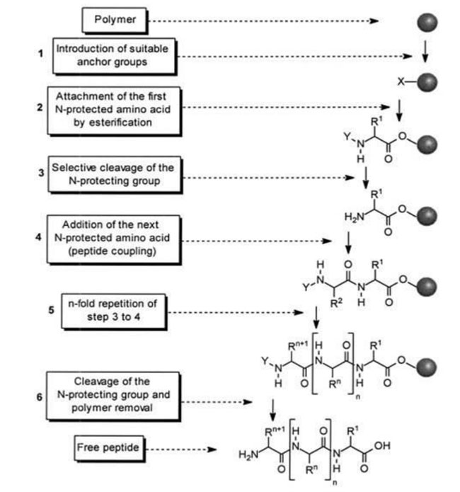 what-is-solid-phase-synthesis-peptide-sunresin